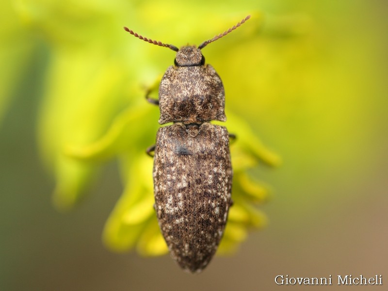 Agrypnus murinus